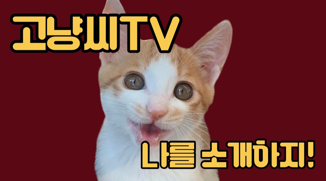 1584963810061.jpg : 고냥씨TV 고양이채널오픈했습니다^^