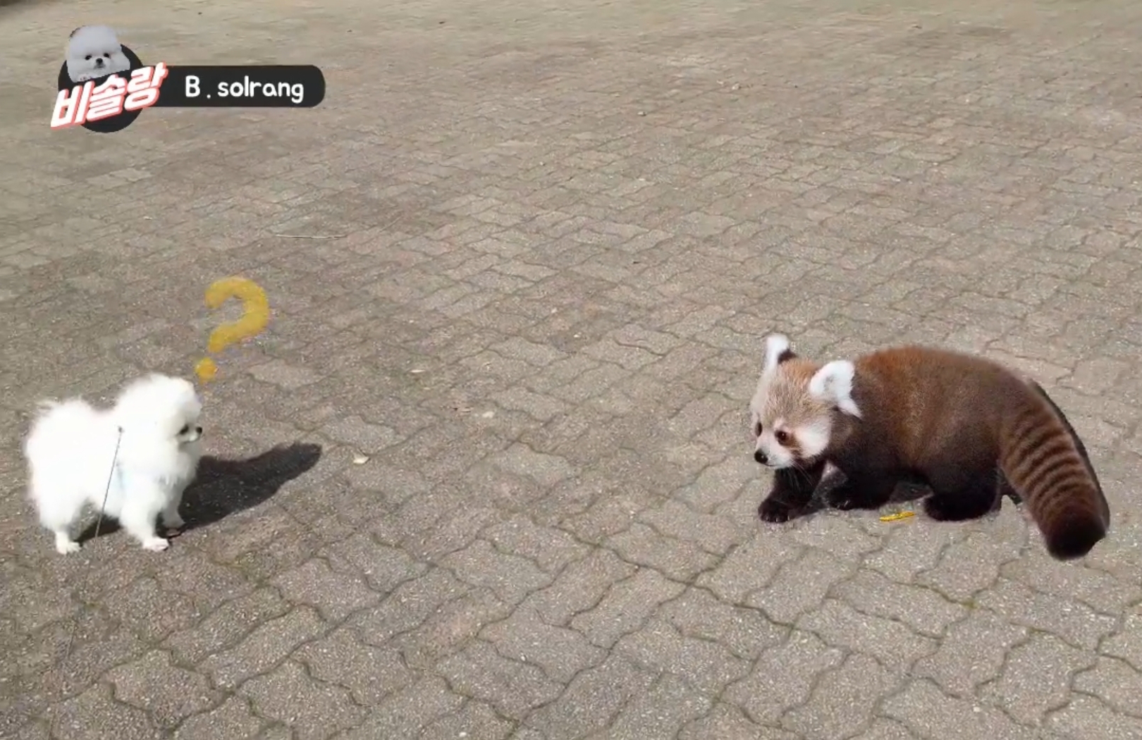 Screenshot_20201226-172045_YouTube.jpg : 산책중 너구리를 만난 강아지 귀여운반응! 보러오세요!