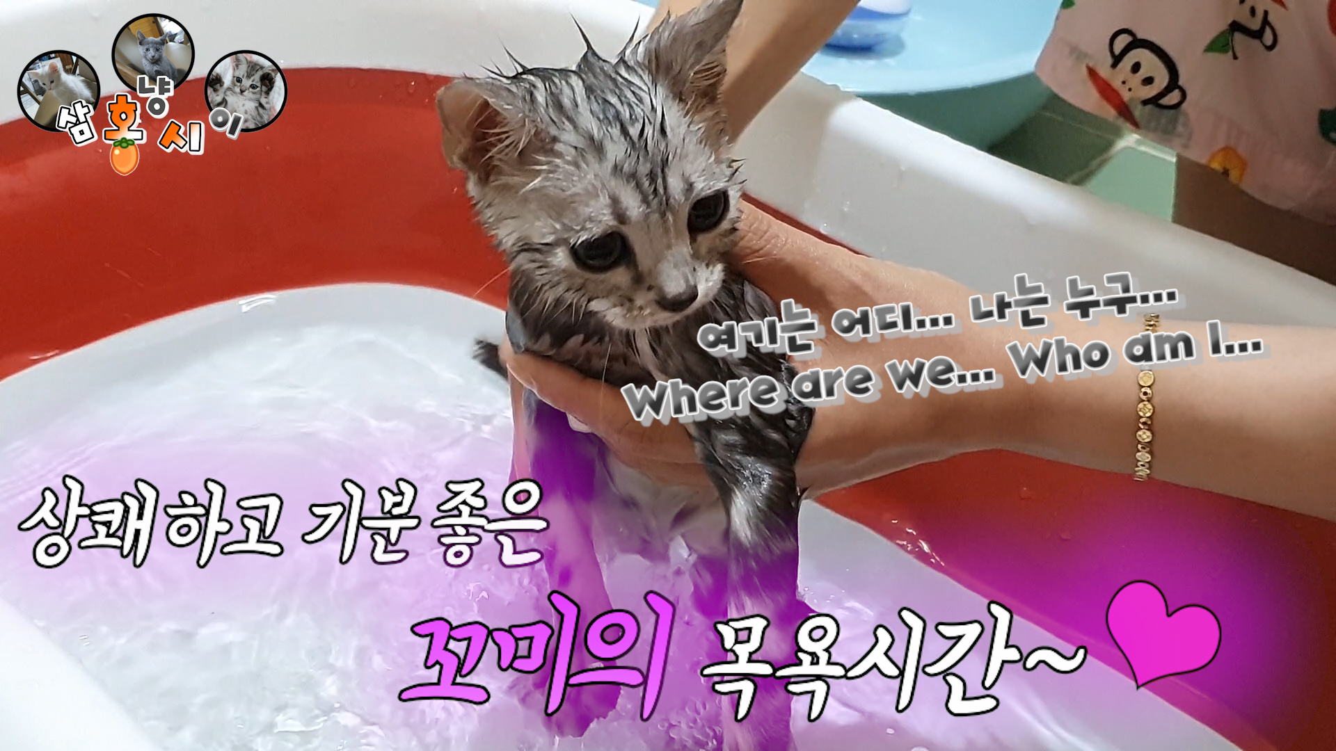 꼬미 목욕 썸네일.jpg : 목욕시키지말라고 땡깡부리는 막내^^