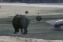 코뿔소 힘 체감