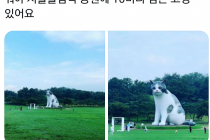 서울 올림픽 공원 10미터 고양이